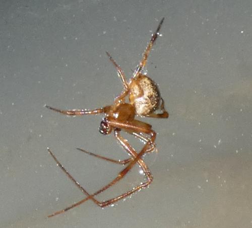 Réf. 316 089 : Parasteatoda tepidariorum